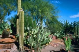 Cactus Sonora