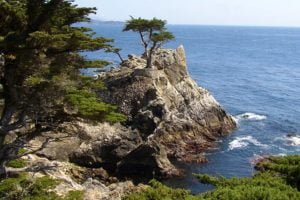Cypress